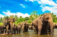 Шри - Ланка 